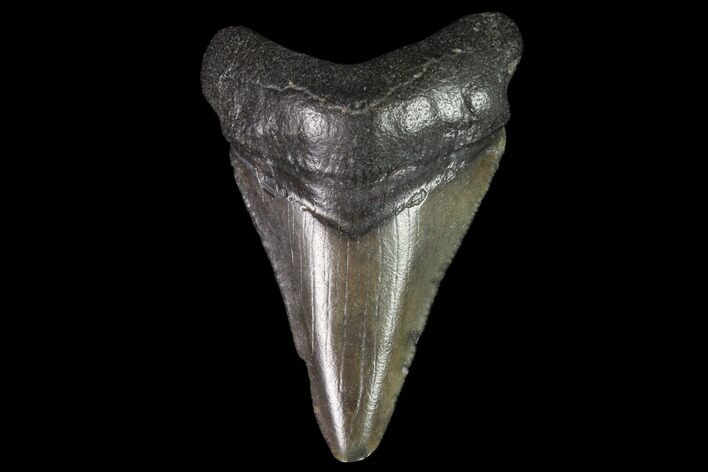 Juvenile Megalodon Tooth - Georgia #101431